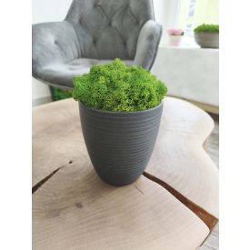   "Zuzmóöböl" - antracit kaspóban világoszöld zuzmó