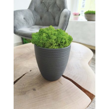 "Zuzmóöböl" - antracit kaspóban világoszöld zuzmó