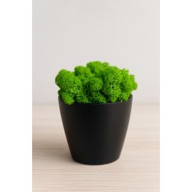 "Zuzmóöböl" - fekete kaspóban