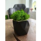 "Zuzmóöböl" - fekete kaspóban