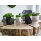 "Zuzmóöböl" - fekete kaspóban