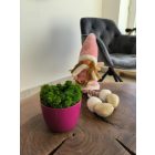 "Zuzmóöböl" - sötét rózsaszín kaspóban