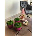 "Zuzmóöböl" - sötét rózsaszín kaspóban