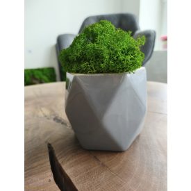 "Zuzmóöböl" - szürke kaspóban