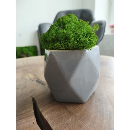 "Zuzmóöböl" - szürke kaspóban