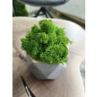 "Zuzmóöböl" - szürke kaspóban