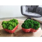 "Zuzmó love" - világos zöld zuzmó SZÍV alakú kaspóban