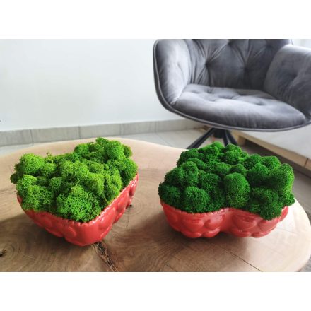 "Zuzmó love" - világos zöld zuzmó SZÍV alakú kaspóban