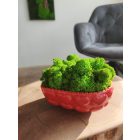 "Zuzmó love" - világos zöld zuzmó SZÍV alakú kaspóban