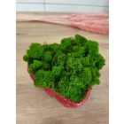 "Zuzmó love" - világos zöld zuzmó SZÍV alakú kaspóban