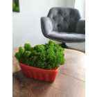 "Zuzmó love" - világos zöld zuzmó SZÍV alakú kaspóban