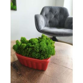   "Zuzmó love" - világos zöld zuzmó SZÍV alakú kaspóban