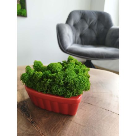 "Zuzmó love" - világos zöld zuzmó SZÍV alakú kaspóban