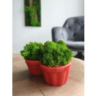 "Zuzmó love" - világos zöld zuzmó SZÍV alakú kaspóban