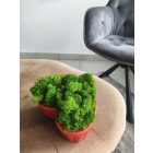 "Zuzmó love" - világos zöld zuzmó SZÍV alakú kaspóban