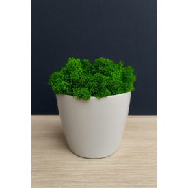 "Zuzmóöböl" - fehér kaspóban