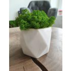 "Zuzmóöböl" -  fehér kaspóban