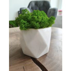 "Zuzmóöböl" -  fehér kaspóban