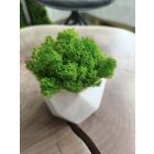 "Zuzmóöböl" -  fehér kaspóban