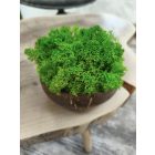 "Zuzmóöböl" - kókuszdió tálban vil. zöld zuzmó