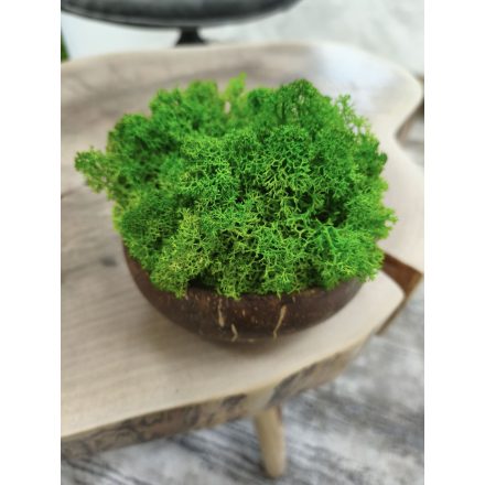 "Zuzmóöböl" - kókuszdió tálban vil. zöld zuzmó