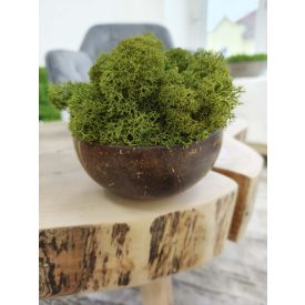   "Zuzmóöböl" - kókuszdió tálban közepes zöld zuzmó