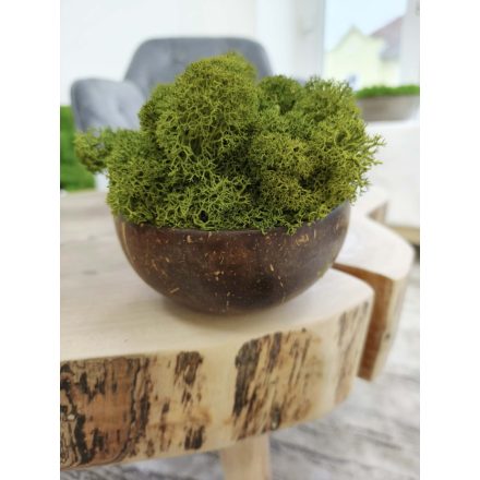 "Zuzmóöböl" - kókuszdió tálban közepes zöld zuzmó