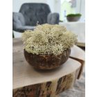 "Zuzmóöböl" - kókuszdió tálban krém színű zuzmó