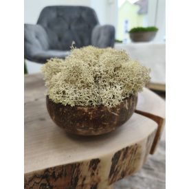   "Zuzmóöböl" - kókuszdió tálban krém színű zuzmó