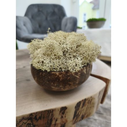 "Zuzmóöböl" - kókuszdió tálban krém színű zuzmó