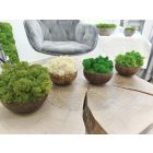 "Zuzmóöböl" - kókuszdió tálban krém színű zuzmó