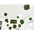 "Sötét és világos zuzmógömb" (kb. 18 - 20 cm átmérővel - 2,5 m erős damillal)