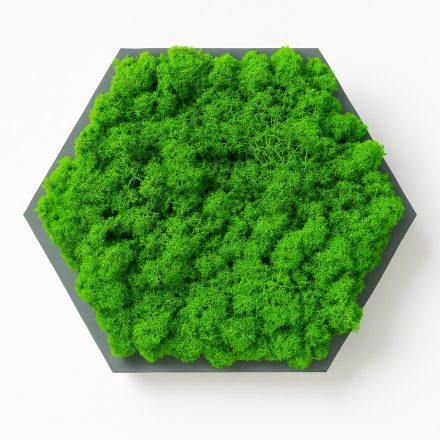 "Harmónia" - Hatszögletű mohakép 30 cm