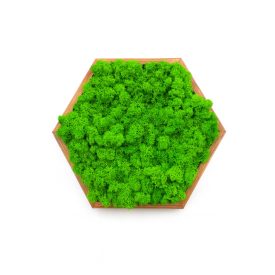 "Puha frissesség" -  Hatszögletű mohakép 30 cm