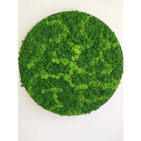 "Zöld varázs" - kör alakú zuzmókép 70 cm