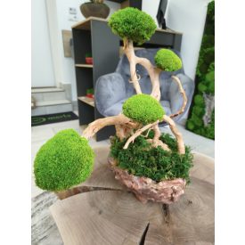   SZEMÉLYES ÁTVÉTELLEL RENDELHETŐ - "Zuzmóvarázs" - barna kerámiatálban világoszöld gömbmohából készült bonsai