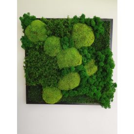   "Zöld varázslat" - négyzet alakú zuzmókép 40 cm