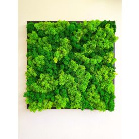 "Zöld lélegzet" - négyzet zuzmókép 40 cm