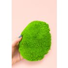 Világos zöld gömbmoha