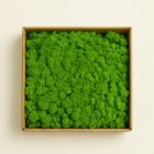 Világoszöld zuzmó