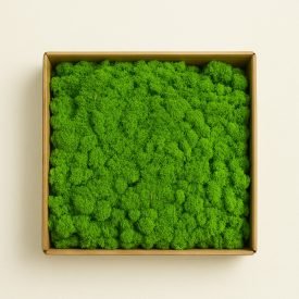 Világoszöld zuzmó