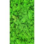 Világoszöld zuzmó