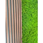 Világoszöld zuzmó