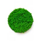 Világoszöld zuzmó