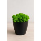 Világoszöld zuzmó