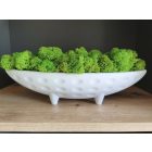 "Zuzmó csónak" - fehér tálban világoszöld zuzmó