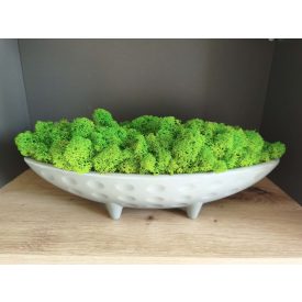   "Zuzmó csónak" - szürke tálban világoszöld zuzmó