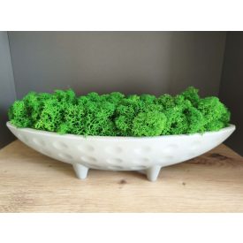   "Zuzmó csónak" - szürke tálban sötétzöld zuzmó