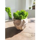 "Zuzmóöböl" - rusztikus kaspóban vil.zöld zuzmó