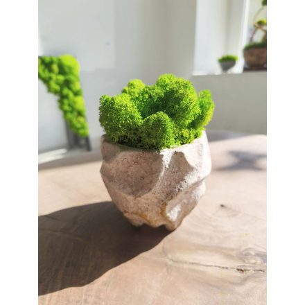 "Zuzmóöböl" - rusztikus kaspóban vil.zöld zuzmó